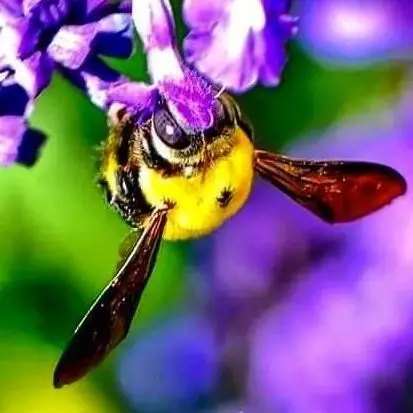 A macro photo of a yellow Carpenter Bee Pollinator on a purple Basil flower facing the camera lens.